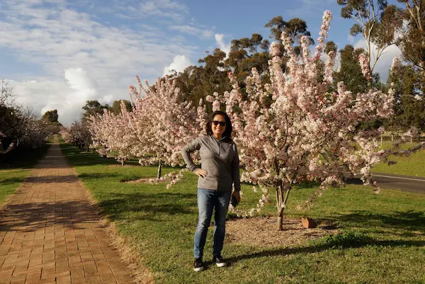 Sakura Avenue (3)